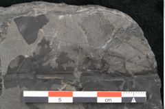 Foto (Detailansicht) von Taeniopteris vittata Brongniart (NHMW-GEO-2024-0188-10486)